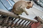 Lop Buri-23