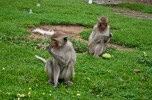 Lop Buri-31
