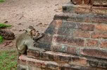 Lop Buri-32