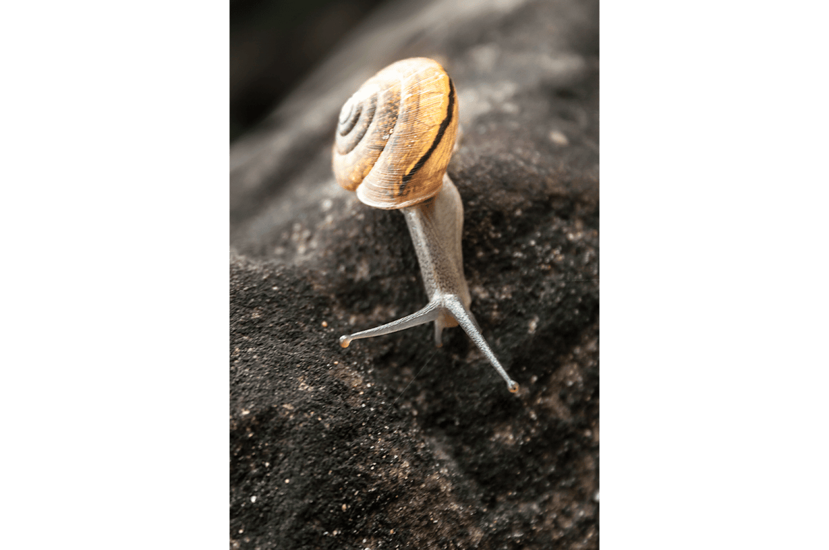 Snail
